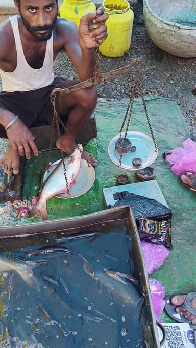 बेला मछली मंडी में कैसे thga जाता है?