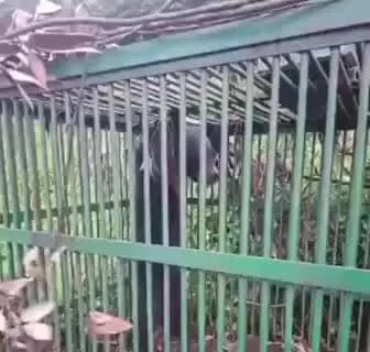 ननखड़ी: रामपुर के सराहन में भालू का आतंक खत्म, वन विभाग ने उसे पिंजरे में किया कैद