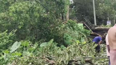 কোচবিহার ১: কোচবিহার পিলখানা এলাকায় শতাব্দী প্রাচীন গাছ ভেঙে পড়ায় বিপত্তি
