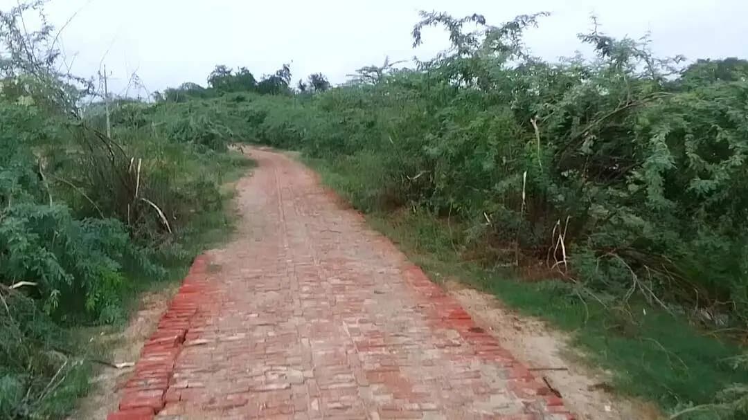 ग्राम पुरे अधियारी मैं कांटेदार पेड़ से आने-जाने में हुई बड़ा #viral