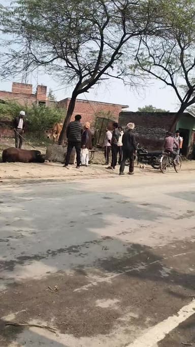 ग्राम सौज थाना कुर्रा जिला मैनपुरी गाय को मार मार कर उसका सिंह तोड़ दिया मारने वाले युवक का नाम है पंकज s/oशोभरान सिंह