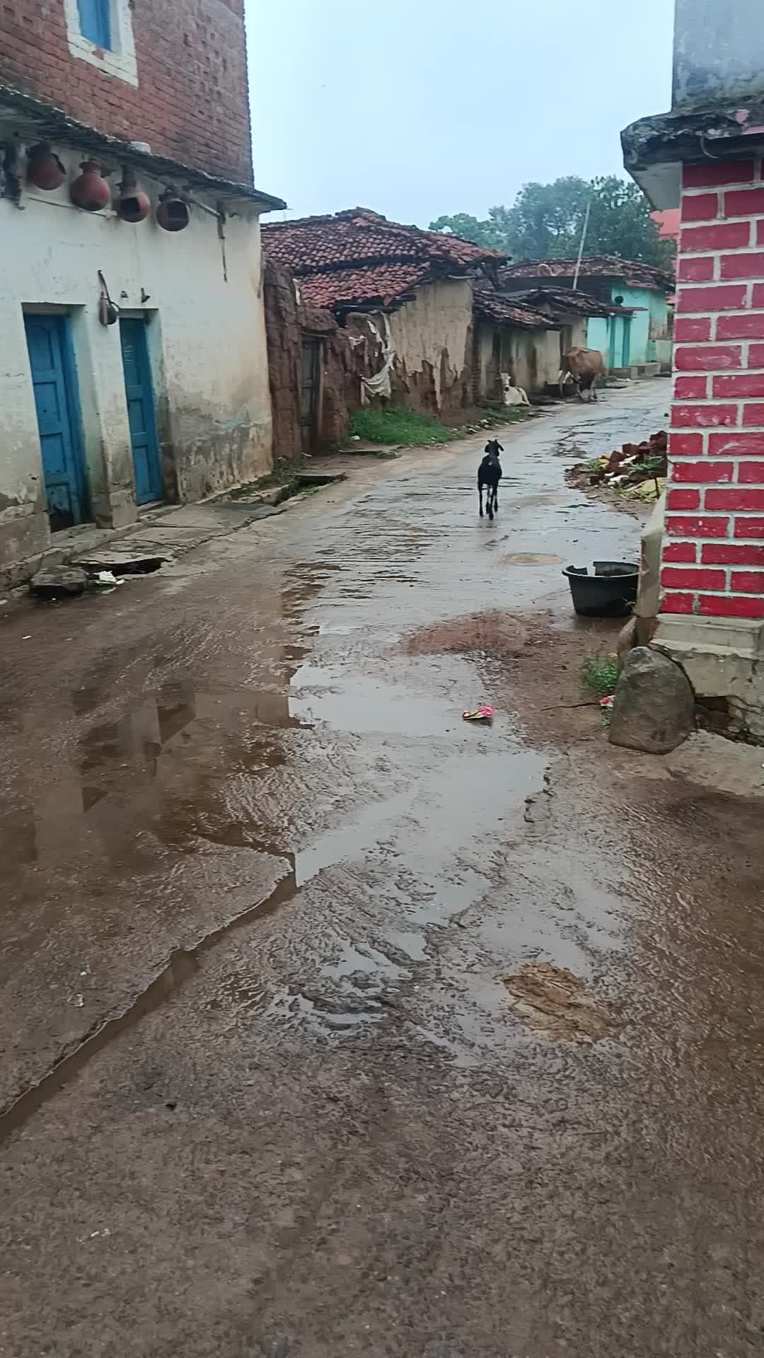 Katghari gav mai bhari bharsih hone ke karan sabhi log kheto mai bayast