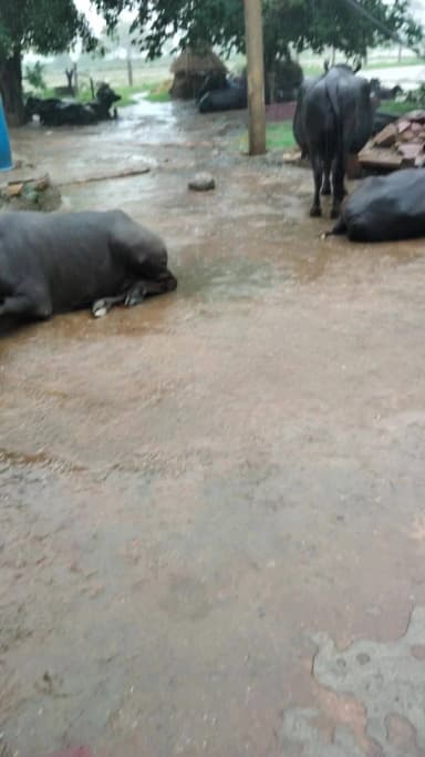 gaon Angad ka pura tahsil basedi jila dhaulpur Bhari barish ke vajah Se Ghar mein baithe bujurg log Bahar nahin nikal