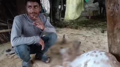 इटावा: मुसेपुरा गांव में ग्रामीण तेंदुए के आतंक से परेशान, दो किसानों की बकरियों पर किया हमला, बकरियों की हुई मौत