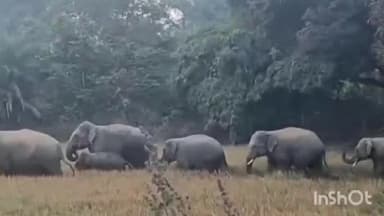 उदयपुर धरमजयगढ़: रायगढ़ में हाथियों ने 6 किसानों की धान फसल रौंदी, कच्चा मकान भी तोड़ा, रात में बस्तियों तक पहुंचे दो हाथी