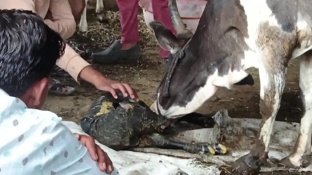 ग्राम डबडेरा तहसील माल्थोनजिला सागर मैं मैं गाय माता ने एक बछड़े को अद्भुत जन्म दिया जो देखने के लिए आदमी की भीड़ मोड पड