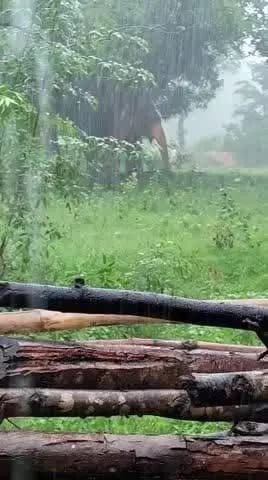 ଚମ୍ପୁଆ: ସରେଇ ଗାଁ କୁ ଲେଉଟିଲା ଗୋଠ ଛଡ଼ା ଦନ୍ତା ହାତୀ ଦୁଇଦିନ ତଳେ ମୟୁରଭଞ୍ଜ କୁ ଚାଲିଯାଇଥିବା ହାତୀ ଆଜି ପୁଣି ଲେଉଟି ଆସିଛନ୍ତି