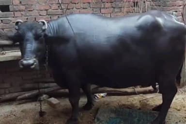 पटियाली: नगला मानसिंह में 24 लीटर दूध देने वाली तीन लाख की भैंस बनी आकर्षण का केंद्र, देखने के लिए उमड़ रहे लोग
