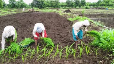 Aaj mere khet mein dhaan ki ropai chalu hai