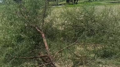 Rampur dhobiya HAL Choron Ne ped ka Kiya katai