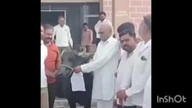 बदनावर: अधिकारियों के ज्ञापन स्वीकार न करने पर कांग्रेस कार्यकर्ताओं ने भैंस को सौंपा ज्ञापन