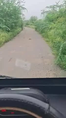 सावर उपखंड के जीतापुरा मोडी का झोपडा मार्ग पर विलायती बबुल से रास्ता अवरुध हो रहा नगरपालिका प्रशासन अन्धा हो रखा हे