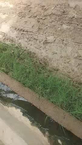 Bidhuna thana rod ek snak Mila jase ki aap dhek skate hai