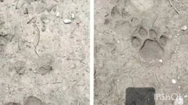 बीदासर: *#बीदासर: दूंकर क्षेत्र में पैंथर की दस्तक से दहशत, रात में पालतू पशुओं का शिकार*