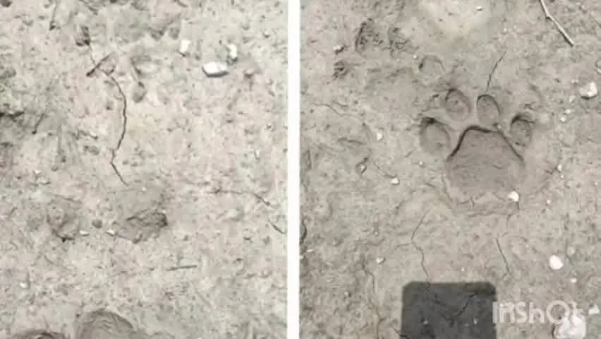 बीदासर: *#बीदासर: दूंकर क्षेत्र में पैंथर की दस्तक से दहशत, रात में पालतू पशुओं का शिकार*