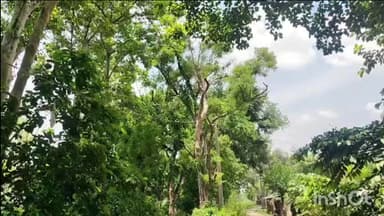 लखीमपुर: बांस व पेड़ों के सहारे संचालित विद्युत सप्लाई से कभी भी हो सकता है हादसा