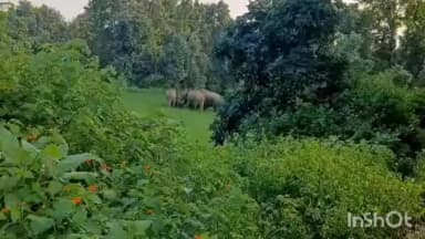 करतला: कोरबा में हाथियों का आतंक, दंतैल ने धान की फसल रौंदी, 22 हाथियों का दल अब भी जंगल में सक्रिय