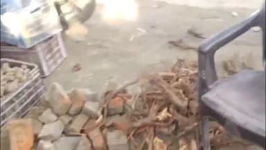 करनैलगंज: प्राचीन पीपल के पेड़ काटने का आरोप, मंदिर के पुजारी ने डीजीपी से की शिकायत