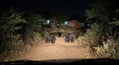 ದೊಡ್ಡಬಳ್ಳಾಪುರ: ದೊಡ್ಡಬಳ್ಳಾಪುರ ತಾಲೂಕಿನ ಮಂಡಿಬೇಡರಹಳ್ಳಿ ಗ್ರಾಮದ ಬಳಿ ಎರಡು ಜೋಡಿ ಕರಡಿಗಳು ಪ್ರತ್ಯಕ್ಷವಾಗಿ ಸ್ಥಳೀಯರಲ್ಲಿ ತೀವ್ರ ಆತಂಕ