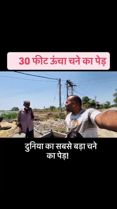 30 Feet Lamba Chane Ka Ped? #viralvideo