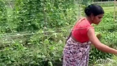 घोसी: स्मार्ट फार्मिंग से मीरा बीघा की उर्मिला देवी की बदली तकदीर, एक खेत में 4 फसल से 6 महीने तक लगातार कमाई