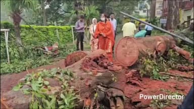 नाहन: नाहन शहर में खतरा बन रहे पेड़ों को किया जाएगा चिन्हित, कटाई व ट्रिमिंग के लिए प्रशासन से होगी चर्चा