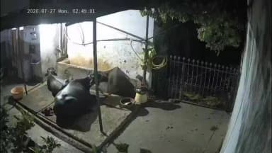टिमरनी: टिमरनी के डगांवनीमा गांव में किसान के घर 60 लाख की चोरी, निगरानी कैमरे में कैद हुआ चोर