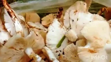 पेण: खाडीपट्ट्यात रानातील अळंबीला मोठी मागणी; रोजगारामुळे स्थानिकांना आर्थिक फायदा