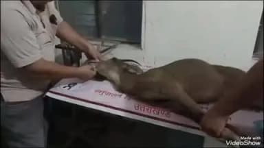 सतपुली: घायल हिरणी का उपचार पशु चिकित्सालय सतपुली में डॉक्टर ज्योति कर रही हैं