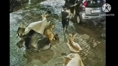 हवेली: पिंपरी चिंचवडमध्ये मध्यरात्री गाय चोरी:रस्त्यावर बसलेली गाय चोरट्यांनी कारमध्ये घालून पळवली