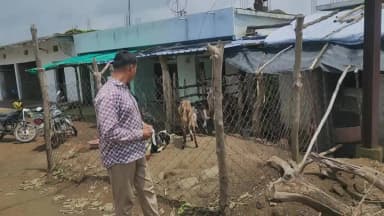 छपारा: गोरखपुर गांव में जमुनापारी नस्ल के लाखों के बकरे चोरी, जांच में जुटी छपारा पुलिस