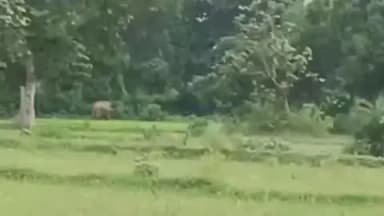 कुकड़ू: तुलिनडीह जंगल के पास सड़क किनारे हाथी की मौजूदगी, लोगों से सतर्क रहने की अपील