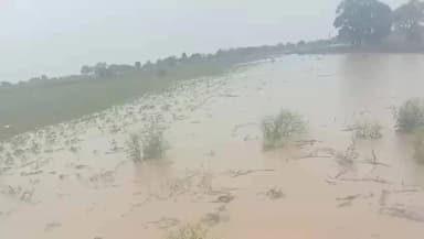 कोलारस: कुम्हारौआ-बांगरौंद सड़क निर्माण में लापरवाही से किसान की 3 बीघा मक्का फसल बर्बाद, ₹30-50 हजार का नुकसान