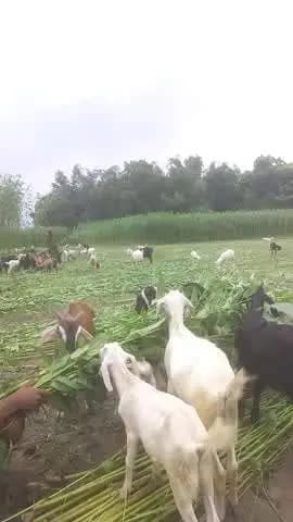 बिहार में मौसम खराब होने के कारण
किसान ने लगाया अपना दिमाग ओर पतुआ