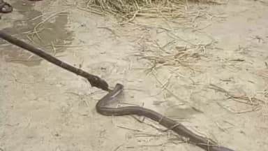 बालाघाट: करियादण्ड में पशुओं के लिए पेरा निकालते किसान को कोबरा ने डसा, हुई मौत