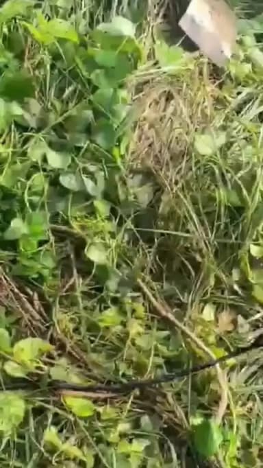 गुरुआ: रातों-रात गायब हुआ 16 केवी का ट्रांसफार्मर, सुबह पूरे गांव में मचा हड़कंप