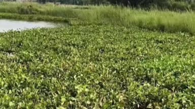 हर्रैया: मनोरमा नदी के अस्तित्व पर मंडरा रहा खतरा, लोगों ने स्वच्छ बनाने के लिए अभियान चलाने की की मांग