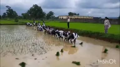 गोंदिया: चिखलात उतरून विद्यार्थी शिकला जीवनाचा खरा धडा, दवणीवाडा येथे विद्यार्थ्यांनी घेतला भात लागवडीचा प्रत्यक्ष अनुभव