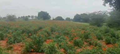 ಜಗಳೂರು: ಬರದ ಛಾಯೆಯ ಮಧ್ಯೆಯೂ ಜಗಳೂರಲ್ಲಿ ರೈತರ ಬದುಕು ಅರಳಿಸಿದ ಚೆಂಡೂ ಹೂವು