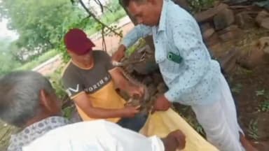 माण्डलगढ़: कालबेलिया चौराहा-भीचोर रोड पर मिला अजगर, किया गया सुरक्षित रेस्क्यू