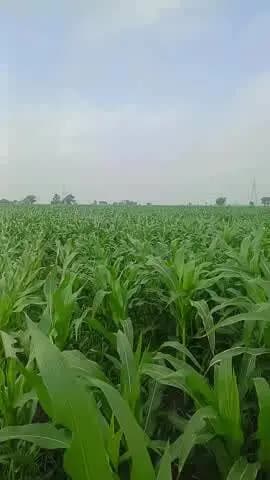 bag road mein Pani nahin girne se Mika Singh karenge