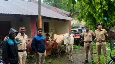 पातुर: पातूर पोलिसांची धडक कारवाई; अवैध गोवंश वाहतुकीप्रकरणी बोलेरोसह ₹६.७० लाखांचा मुद्देमाल जप्त