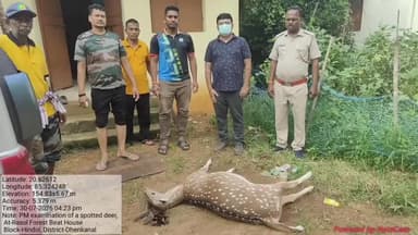 ହିନ୍ଦୋଳ: ହିନ୍ଦୋଳ ରେଂଜ ଗୁଡ଼ିଆ ତଇଲା ନିକଟରେ କୁକୁର ଆକ୍ରମଣରେ ହରିଣ ମୃତ