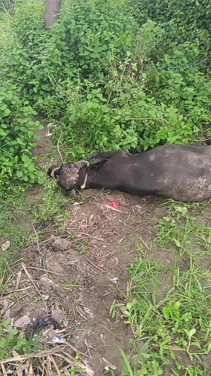 bijali vibhag ki laparvahi ke Karan ek Janwar ki maut ho gai
