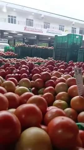 सोलन: अब क्या करें किसान? टमाटर में मंदी, बीमारी पर दवाएं भी बेअसर, किसान ने बयां किया दर्द