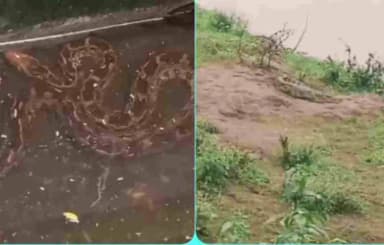 ढीमरखेड़ा: ढीमरखेड़ा तहसील में बारिश के कारण बढ़ा खतरा, घर में 9 फीट का अजगर और नदी में मगरमच्छ से दहशत