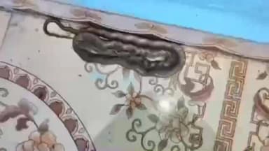 लोणार: लोणार शहरातील दैत्यसुदन मंदिराजवळ शैलेश सरदार यांच्या घरात सर्पमित्रांनी सापाला केले रेस्क्यू