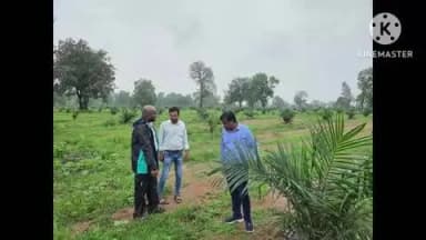 राजिम: गरियाबंद जिले में ऑयल पाम की खेती से किसानों की तकदीर बदली