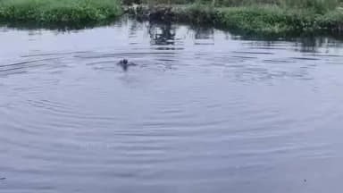 बुलंदशहर: तीन दिन बाद भी नाले में बही 11 वर्षीय छात्रा चारु का कोई अता-पता नहीं, NDRF, SDRF, PAC और पुलिस टीम का सर्च अभियान जारी