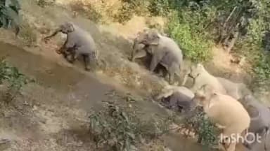 कोटाडोल: जनकपुर: ग्राम ढाब में 12 हाथियों का उत्पात, मकान क्षतिग्रस्त और किसानों की फसलें रौंदी